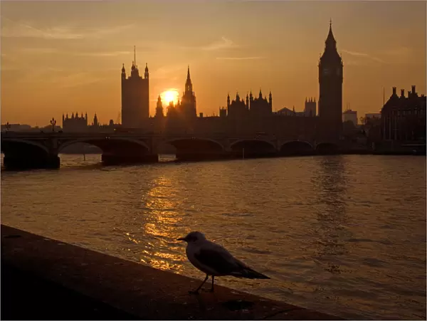 The River Thames and Houses of Parliament at Westminster at sunset with gull, UK
