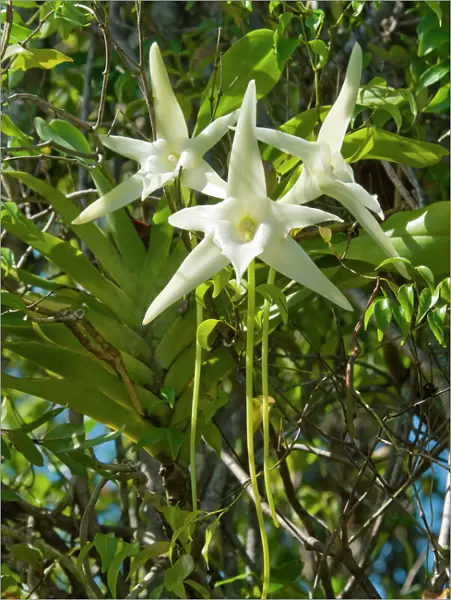 Darwins Orchid (Angraecum sesquipedale) species which is pollinated by a long-tongued moth