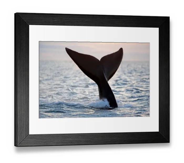 Framed Print : Tail of Southern right whale (Eubalaena australis) Golfo Nuevo, Peninsula Valdes Framed Print : Tail of Southern right whale (Eubalaena australis) Golfo Nuevo, Peninsula Valdes
