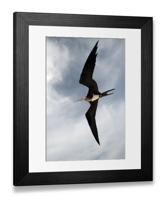 Framed Print : Great Frigatebird (Fregata minor) in flight over Midway Atoll. Midway Framed Print : Great Frigatebird (Fregata minor) in flight over Midway Atoll. Midway