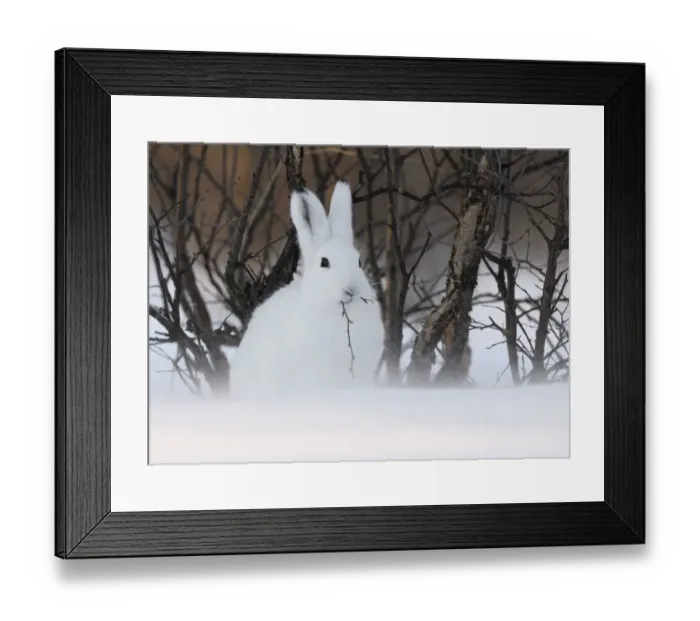 Framed Print : Mountain Hare (Lepus timidus) feeding. Kronotsky Zapovednik Nature Reserve, Kamchatka Peninsula Framed Print : Mountain Hare (Lepus timidus) feeding. Kronotsky Zapovednik Nature Reserve, Kamchatka Peninsula