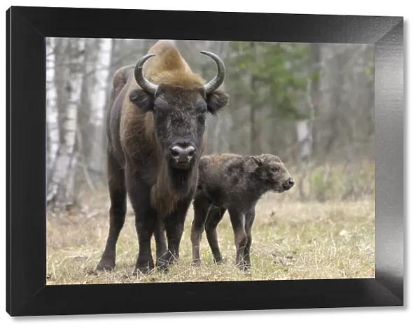 European Bison (Bison bonasus) calf and mother portrait