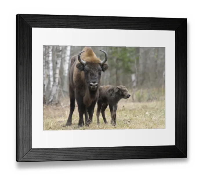 Framed Print : European Bison (Bison bonasus) calf and mother portrait Framed Print : European Bison (Bison bonasus) calf and mother portrait