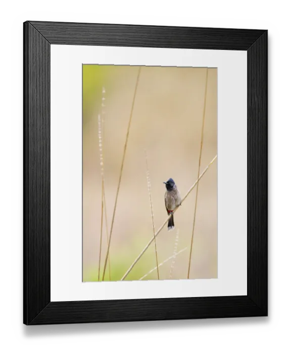Framed Print : Red-vented bulbul (Pycnonotus cafer) Bandhavgarh National Park, India, March Framed Print : Red-vented bulbul (Pycnonotus cafer) Bandhavgarh National Park, India, March