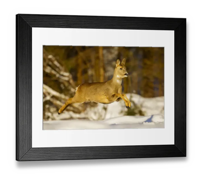 Framed Print : Roe deer (Capreolus capreolus) female leaping in snow, Southern Norway, March Framed Print : Roe deer (Capreolus capreolus) female leaping in snow, Southern Norway, March