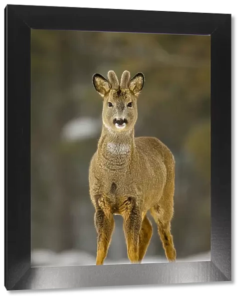 Young roe deer buck (Capreolus capreolus) standing in snow, with tongue poking out