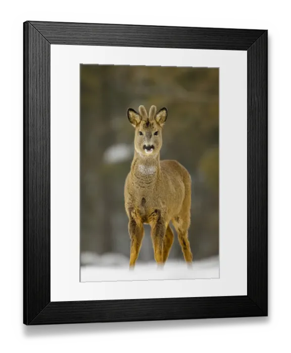 Framed Print : Young roe deer buck (Capreolus capreolus) standing in snow, with tongue poking out Framed Print : Young roe deer buck (Capreolus capreolus) standing in snow, with tongue poking out