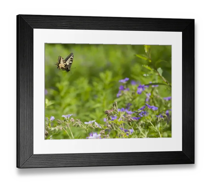 Framed Print : Swallowtail (Papilio machaon) in flight, Finland, Europe Framed Print : Swallowtail (Papilio machaon) in flight, Finland, Europe