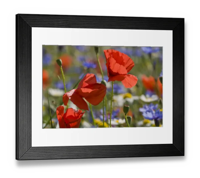 Framed Print : Poppies (Papaver rhoeas) and cornflowers (Centaurea) in flower Piano Grande, Umbria Framed Print : Poppies (Papaver rhoeas) and cornflowers (Centaurea) in flower Piano Grande, Umbria