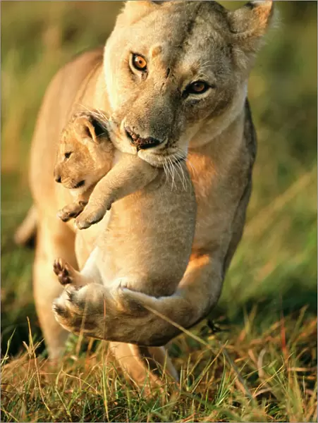 Lioness (Panthera leo) carrying her cub, Masai-Mara Game Reserve, Kenya