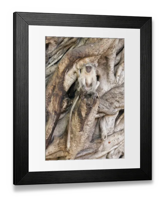 Framed Print : Hanuman / Northern Plains Grey Langur (Semnopithecus entellus) youngster sitting Framed Print : Hanuman / Northern Plains Grey Langur (Semnopithecus entellus) youngster sitting