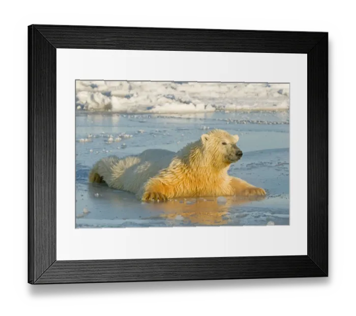Framed Print : Polar bear (Ursus maritimus) juvenile spreading body weight over thin newly forming pack ice Framed Print : Polar bear (Ursus maritimus) juvenile spreading body weight over thin newly forming pack ice