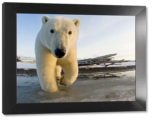 Polar bear (Ursus maritimus) curious subadult along a barrier island in autumn, Beaufort Sea