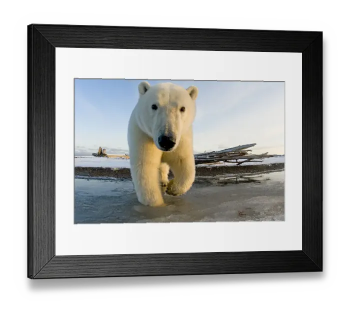 Framed Print : Polar bear (Ursus maritimus) curious subadult along a barrier island in autumn, Beaufort Sea Framed Print : Polar bear (Ursus maritimus) curious subadult along a barrier island in autumn, Beaufort Sea