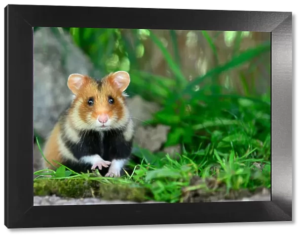 Portrait of a common hamster (Cricetus cricetus) Alsace, France, April, captive
