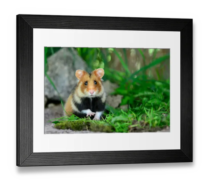 Framed Print : Portrait of a common hamster (Cricetus cricetus) Alsace, France, April, captive