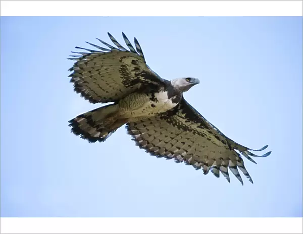 Female Harpy Eagle (Harpia harpyja) in flight