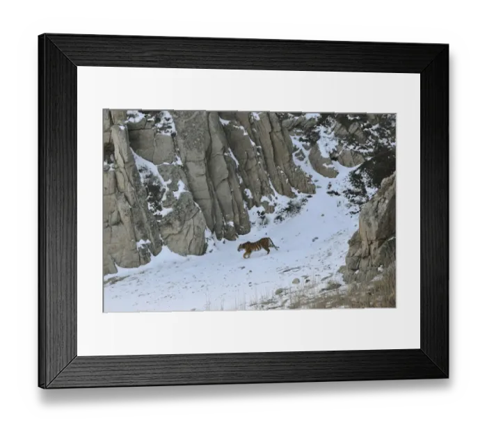 Framed Print : Amur / Siberian Tiger (Panthera tigris altaica) female in the wild, walking down a hillside Framed Print : Amur / Siberian Tiger (Panthera tigris altaica) female in the wild, walking down a hillside
