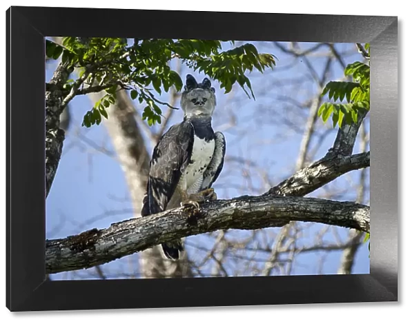 Female Harpy Eagle (Harpia harpyja) perched close to its nest. Pousada Currupira d Araras