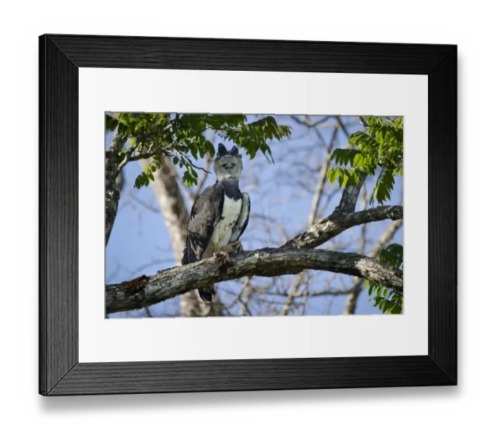 Framed Print : Female Harpy Eagle (Harpia harpyja) perched close to its nest. Pousada Currupira d Araras Framed Print : Female Harpy Eagle (Harpia harpyja) perched close to its nest. Pousada Currupira d Araras