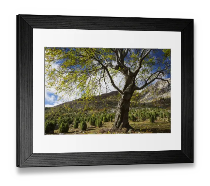Framed Print : Common juniper (Junipera communis) and Common beech (Fagus sylvatica) trees growing Framed Print : Common juniper (Junipera communis) and Common beech (Fagus sylvatica) trees growing