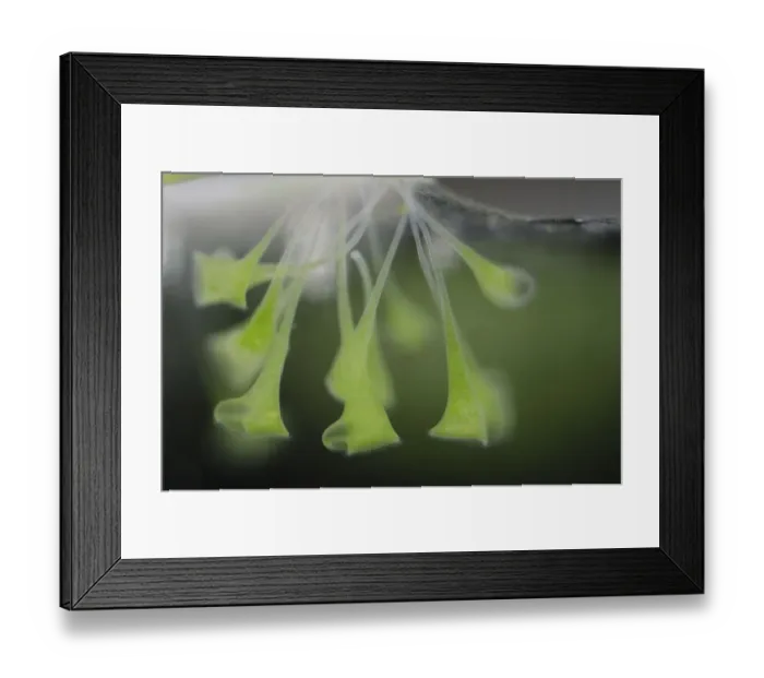 Framed Print : Trumpet animalcules (Stentor polymorphus) with algal symbionts (Chlorella) Europe Framed Print : Trumpet animalcules (Stentor polymorphus) with algal symbionts (Chlorella) Europe