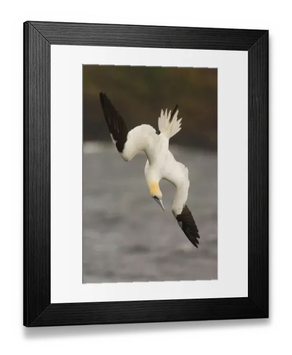 Framed Print : Gannet (Morus bassanus) adult turning in the air as it begins to plunge dive. Shetland Islands Framed Print : Gannet (Morus bassanus) adult turning in the air as it begins to plunge dive. Shetland Islands