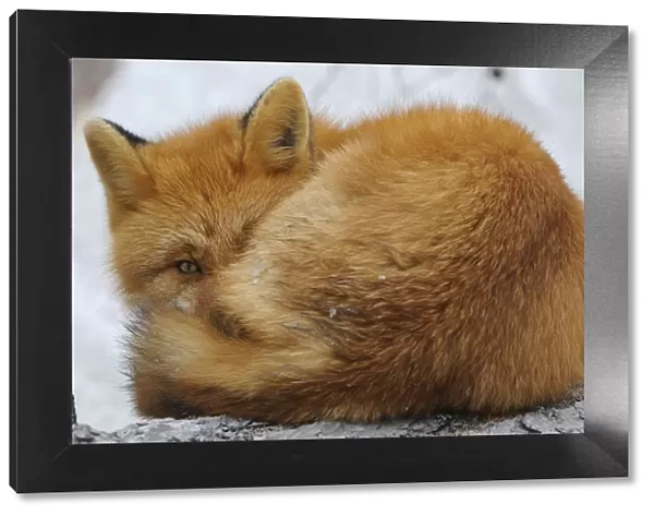 Red Fox (Vulpes vulpes) curled up, with an eye open. Kronotsky Zapovednik Nature Reserve