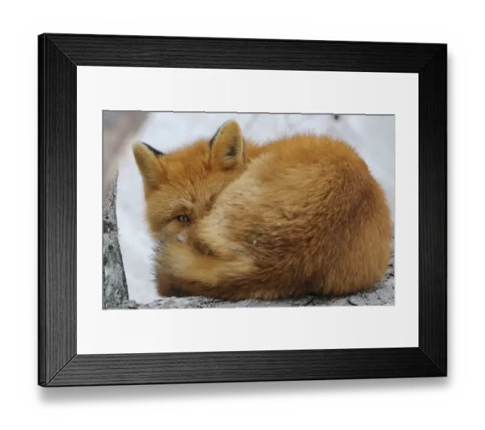 Framed Print : Red Fox (Vulpes vulpes) curled up, with an eye open. Kronotsky Zapovednik Nature Reserve Framed Print : Red Fox (Vulpes vulpes) curled up, with an eye open. Kronotsky Zapovednik Nature Reserve