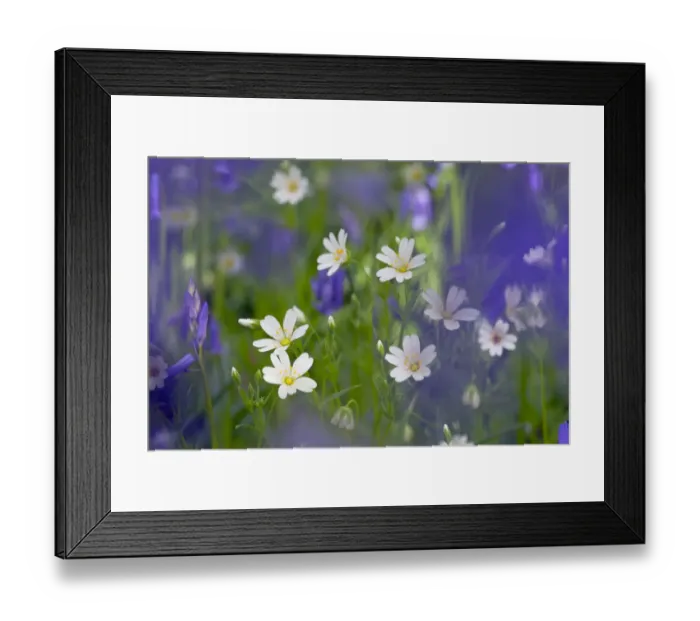 Framed Print : Greater Stitchwort (Stellaria holostea) and Bluebells (Hyacinthoides non-scripta) in flower Framed Print : Greater Stitchwort (Stellaria holostea) and Bluebells (Hyacinthoides non-scripta) in flower