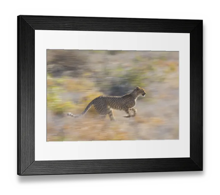 Framed Print : Cheetah (Acinonyx jubatus) running, Kalahari Desert, Botswana Framed Print : Cheetah (Acinonyx jubatus) running, Kalahari Desert, Botswana