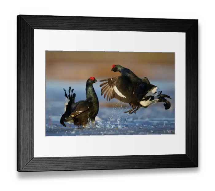Framed Print : Two male Black grouse (Lyrurus tetrix) displaying at lek, Utajarvi, Finland, April Framed Print : Two male Black grouse (Lyrurus tetrix) displaying at lek, Utajarvi, Finland, April