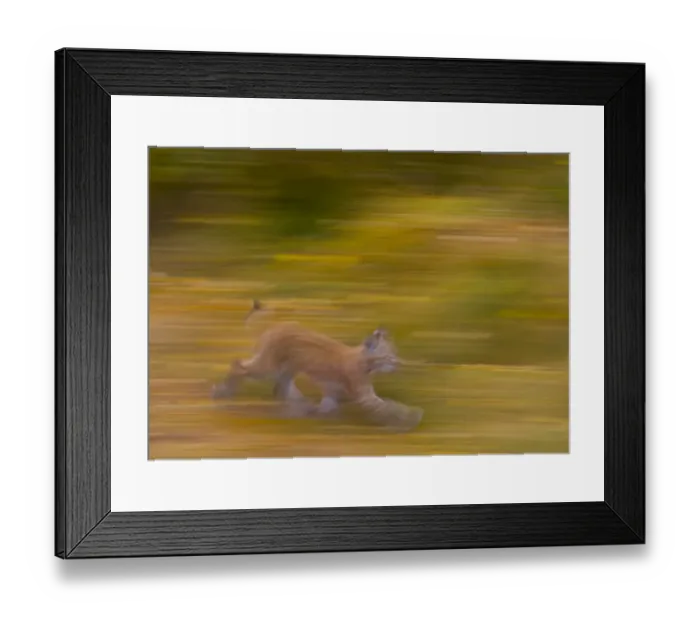 Framed Print : Eurasian lynx (Lynx lynx), Finland Framed Print : Eurasian lynx (Lynx lynx), Finland