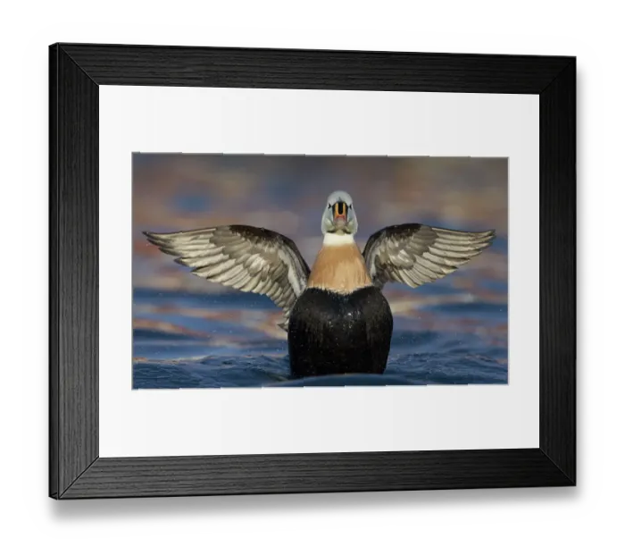 Framed Print : Male King eider (Somateria spectabilis), Batsfjord, Norway, March Framed Print : Male King eider (Somateria spectabilis), Batsfjord, Norway, March