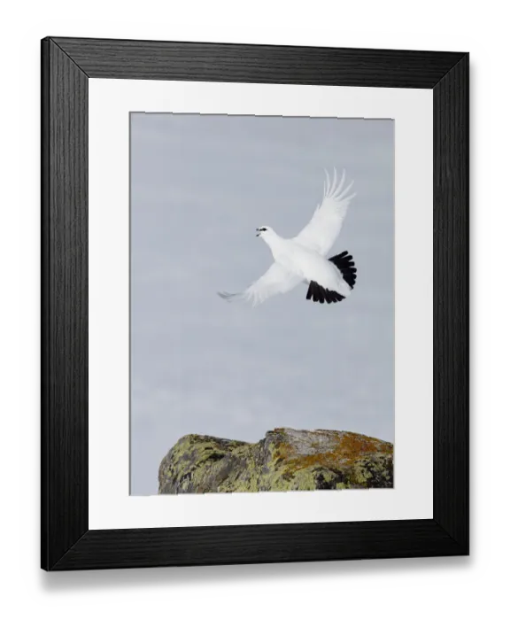 Framed Print : Male Rock ptarmigan (Lagopus mutus) vocalising whilst in flight, showing winter plumage Framed Print : Male Rock ptarmigan (Lagopus mutus) vocalising whilst in flight, showing winter plumage