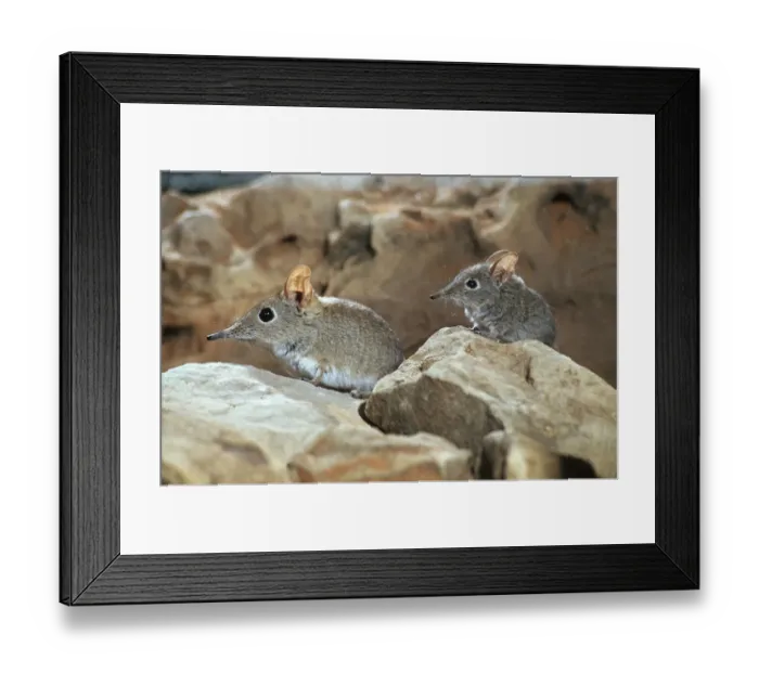 Framed Print : Rufous elephant shrews (Elephantulus rufescens) Botswana