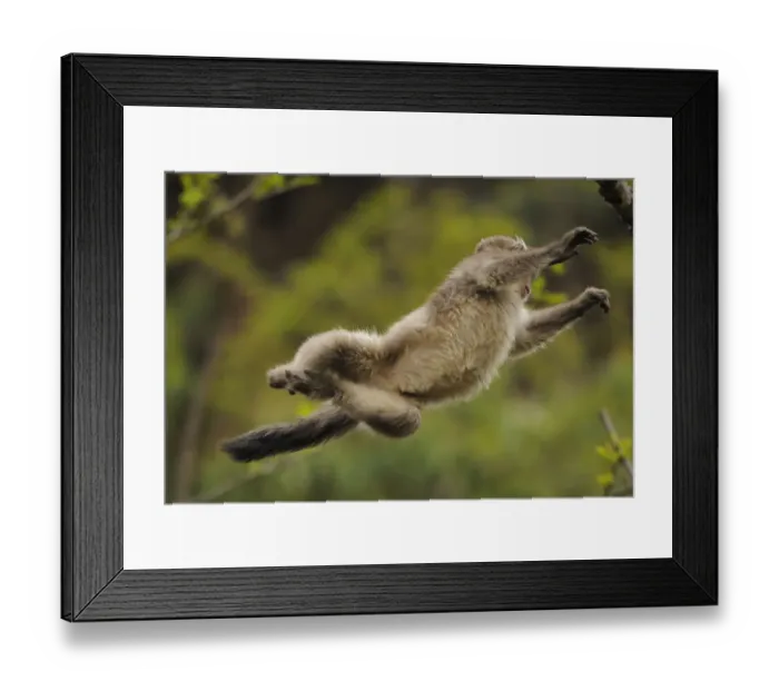 Framed Print : Yunnan Snub-nosed monkey (Rhinopithecus bieti) jumping from tree to tree, Ta Chen NP Framed Print : Yunnan Snub-nosed monkey (Rhinopithecus bieti) jumping from tree to tree, Ta Chen NP