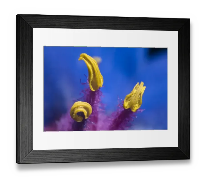 Framed Print : Scarlet Pimpernel (Anagallis foemina) blue form close-up of stamens, in a garden Framed Print : Scarlet Pimpernel (Anagallis foemina) blue form close-up of stamens, in a garden