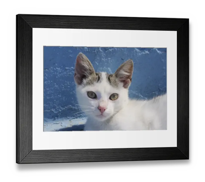 Framed Print : Domestic cat (Felis catus) kitten head portrait. Kokkari harbour, Samos, Eastern Sporades Framed Print : Domestic cat (Felis catus) kitten head portrait. Kokkari harbour, Samos, Eastern Sporades