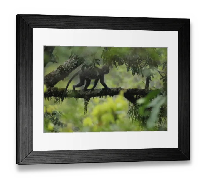 Framed Print : Phayers Leaf monkey (Trachypithecus phayrei) Gaoligongshan NP, Yunnan province Framed Print : Phayers Leaf monkey (Trachypithecus phayrei) Gaoligongshan NP, Yunnan province