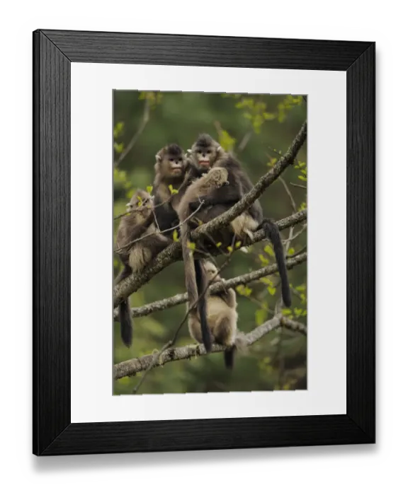 Framed Print : Yunnan Snub-nosed monkey (Rhinopithecus bieti) group with two adults and three babies Framed Print : Yunnan Snub-nosed monkey (Rhinopithecus bieti) group with two adults and three babies