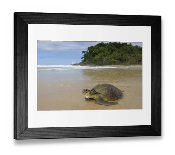 Framed Print : Green Turtle (Chelonia mydas) female on beach, Concha Beach, municipality of Itacare Framed Print : Green Turtle (Chelonia mydas) female on beach, Concha Beach, municipality of Itacare
