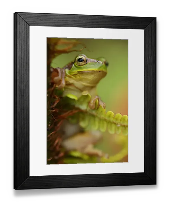 Framed Print : Gaoligongshan Tree Frog 1+Polypedates / Rhacophorus gongshanensis+2 in fern 1+Cibotium Framed Print : Gaoligongshan Tree Frog 1+Polypedates / Rhacophorus gongshanensis+2 in fern 1+Cibotium