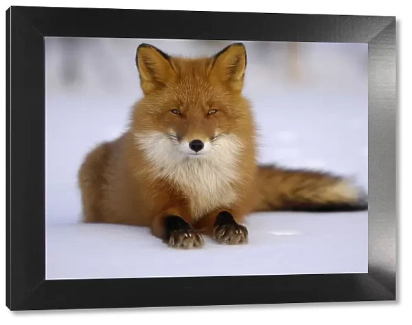 Red Fox (Vulpes vulpes) portrait, resting on snow. Kronotsky Zapovednik Nature Reserve