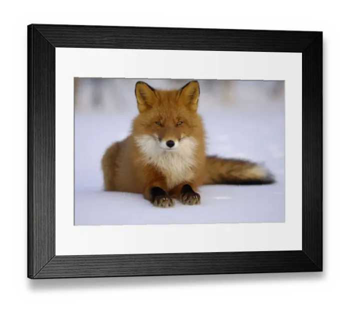Framed Print : Red Fox (Vulpes vulpes) portrait, resting on snow. Kronotsky Zapovednik Nature Reserve Framed Print : Red Fox (Vulpes vulpes) portrait, resting on snow. Kronotsky Zapovednik Nature Reserve