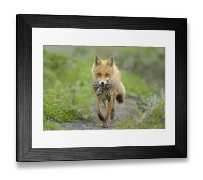 Framed Print : Red Fox (Vulpes vulpes) female with nest and chicks in mouth. Kronotsky Zapovednik Nature Reserve Framed Print : Red Fox (Vulpes vulpes) female with nest and chicks in mouth. Kronotsky Zapovednik Nature Reserve