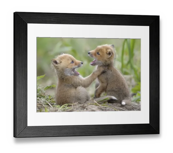 Framed Print : Red Foxes (Vulpes vulpes) young play fighting. Kronotsky Zapovednik Nature Reserve