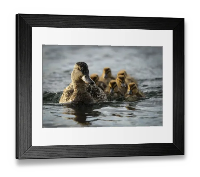 Framed Print : Female Pintail (Anas acuta) with chicks, Katmai National Park and Preserve, Alaska Framed Print : Female Pintail (Anas acuta) with chicks, Katmai National Park and Preserve, Alaska