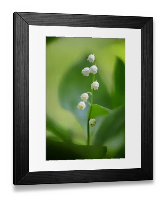 Framed Print : Lily of the valley (Convallaria majalis), Foret de Puvenelle, Lorraine Regional Natural Park Framed Print : Lily of the valley (Convallaria majalis), Foret de Puvenelle, Lorraine Regional Natural Park