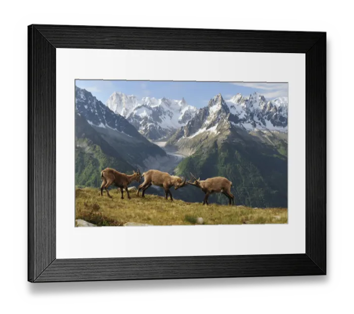Framed Print : Two male Alpine ibex (Capra ibex ibex) fighting in front of the Mer de Glace glacier Framed Print : Two male Alpine ibex (Capra ibex ibex) fighting in front of the Mer de Glace glacier